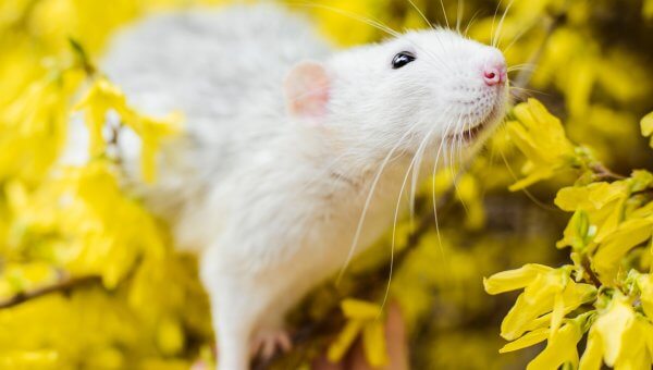 Speed Treatments, Skip Animal Testing: Support FDA Modernization Act
