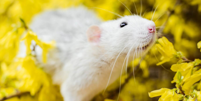 White rat in tree with yellow leaves