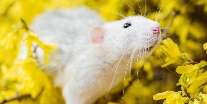 PETA’s Research Modernization Deal Kicks Animal Tests to the Curb