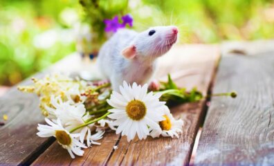 North America’s Top Chocolate Ingredient Supplier Bans Animal Tests After PETA Push