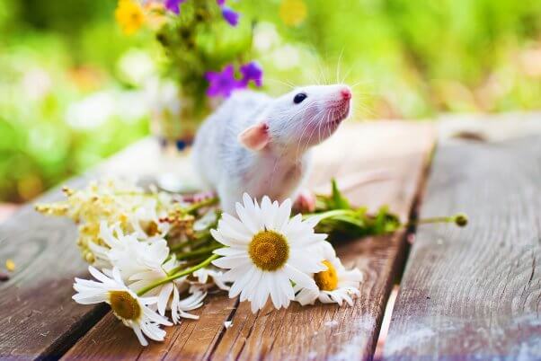 Mouse with flowers on table