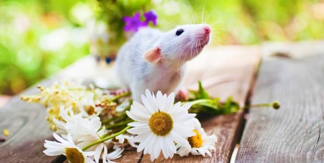 Win! Asian Food Giant ‘Grape King Bio’ Bans Animal Tests, Thanks to PETA