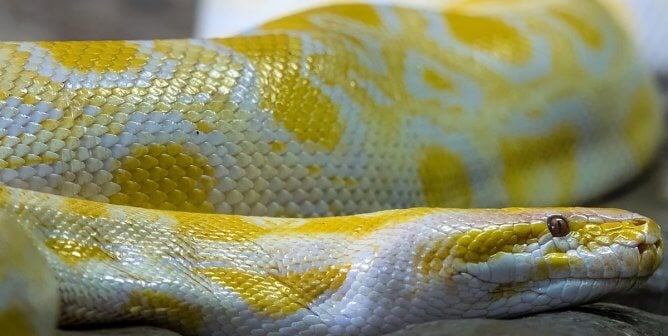 Python Escapes Enclosure in Shopping Mall—Stand Against Seedy Mall Aquariums!