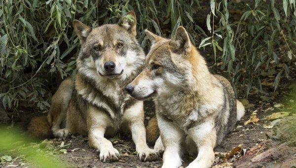 Montana’s Wolves Face Snares, Night Hunts, and Bait Stations!