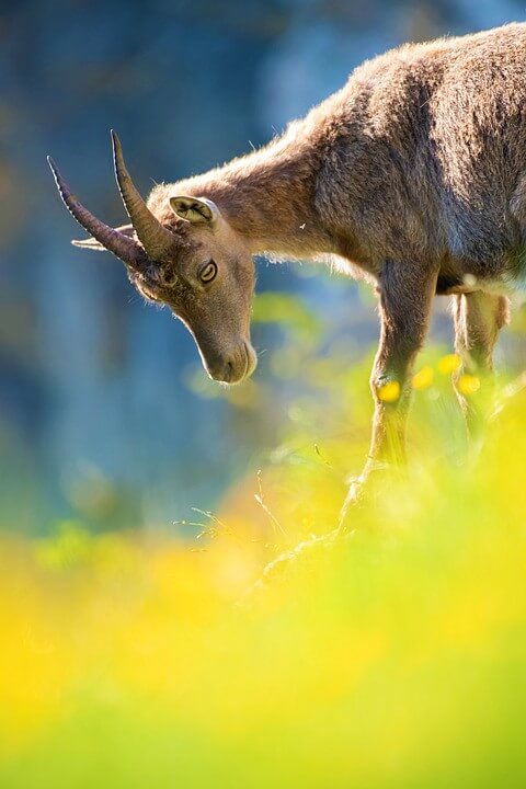 Young goat on side of hill