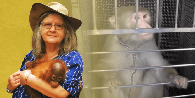 Dr. Biruté Galdikas Tells NIH: Monkey Brain-Damage Surgeries Are ‘Pointless,’ Must End