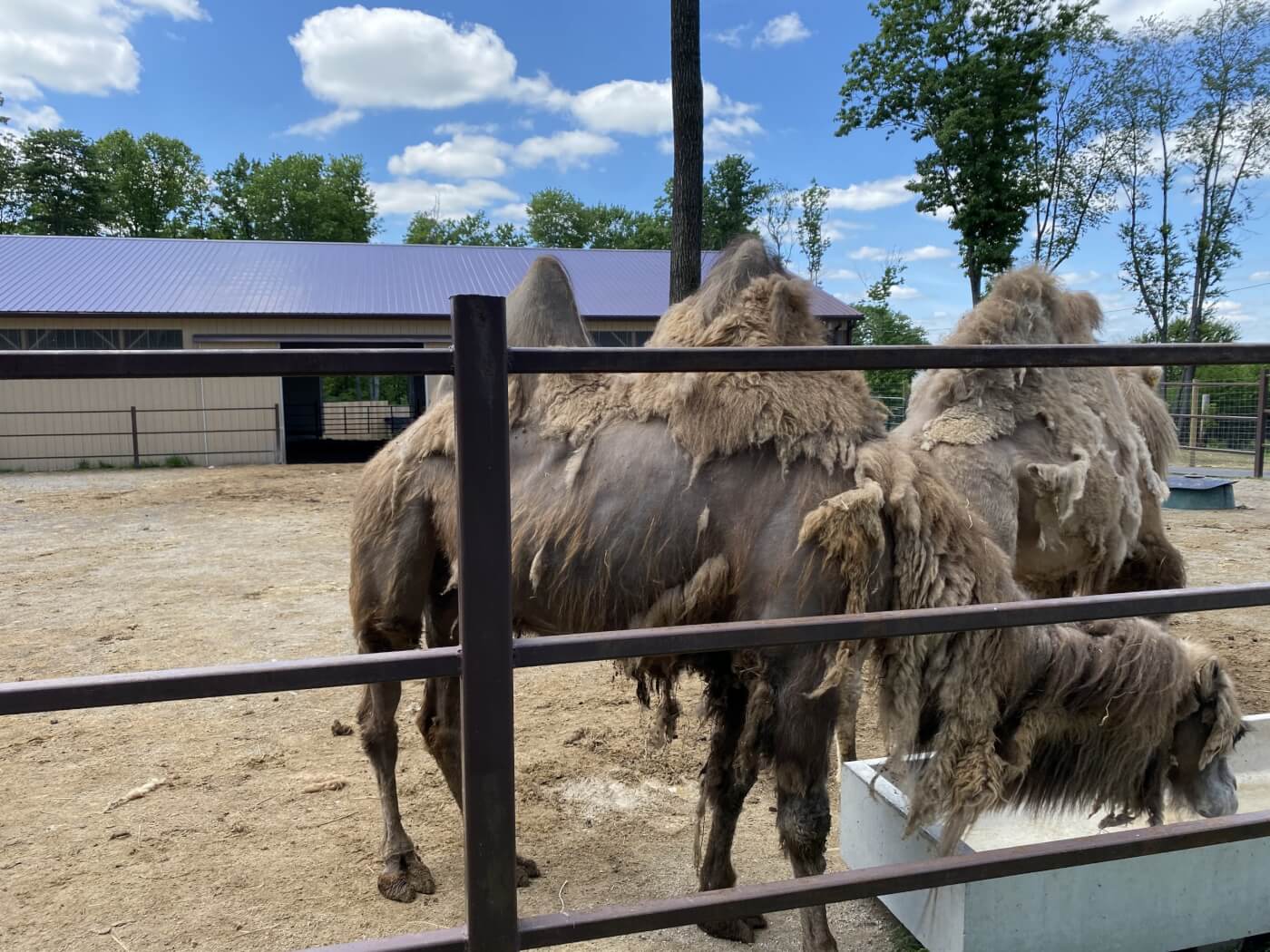 Camels with missing patches of fur stand in their barren enclosure