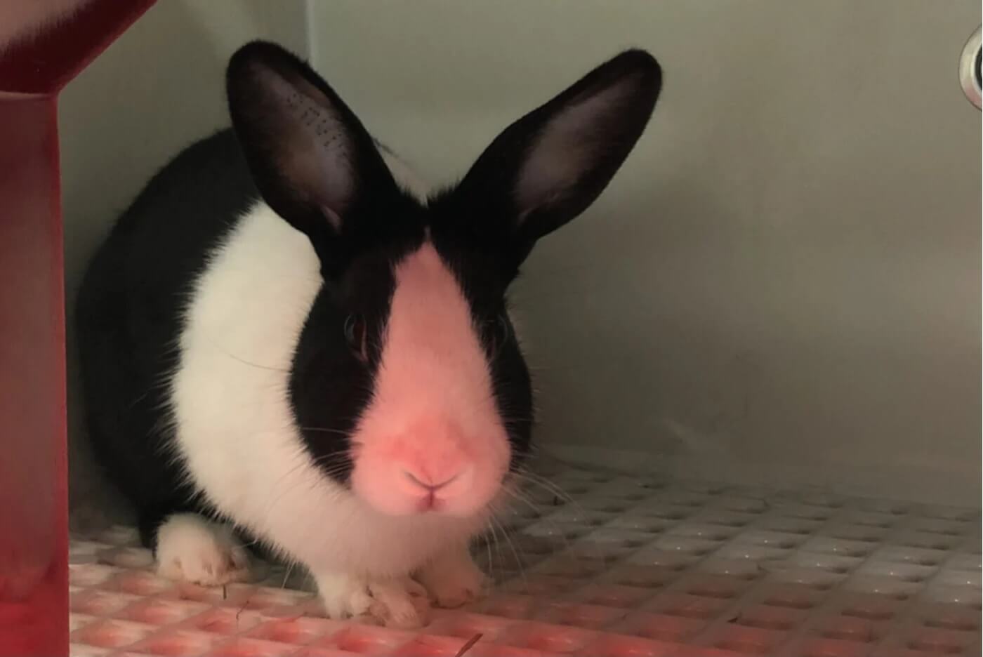 cleveland clinic rabbit used in experiments