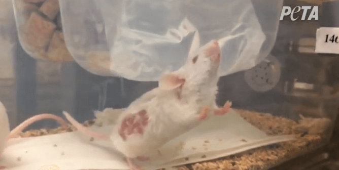 White mouse with injury