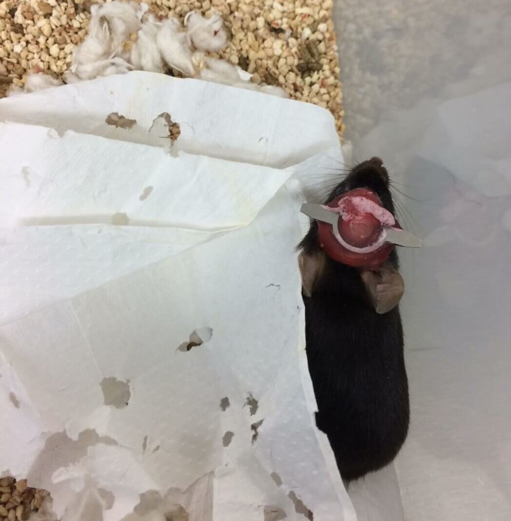 Cleveland Clinic Cover-Up: Animal Welfare Violations | PETA Cleveland Clinic Cover-Up: Animal Welfare Violations | PETA