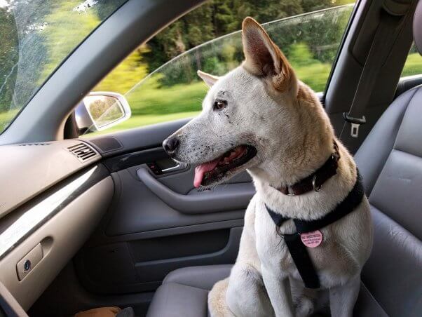 A harnessed dog sits in the passenger seat of a car looking out the windshield