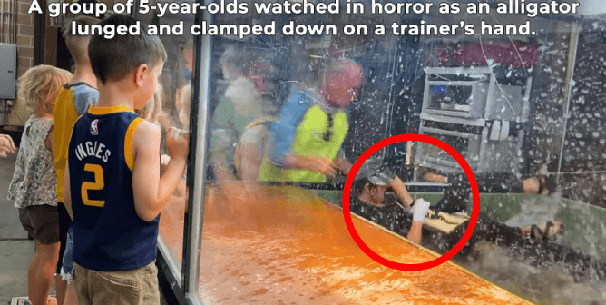 A group of 5-year-olds watched in horror as an alligator lunged and clamped down on a trainer’s hand.
