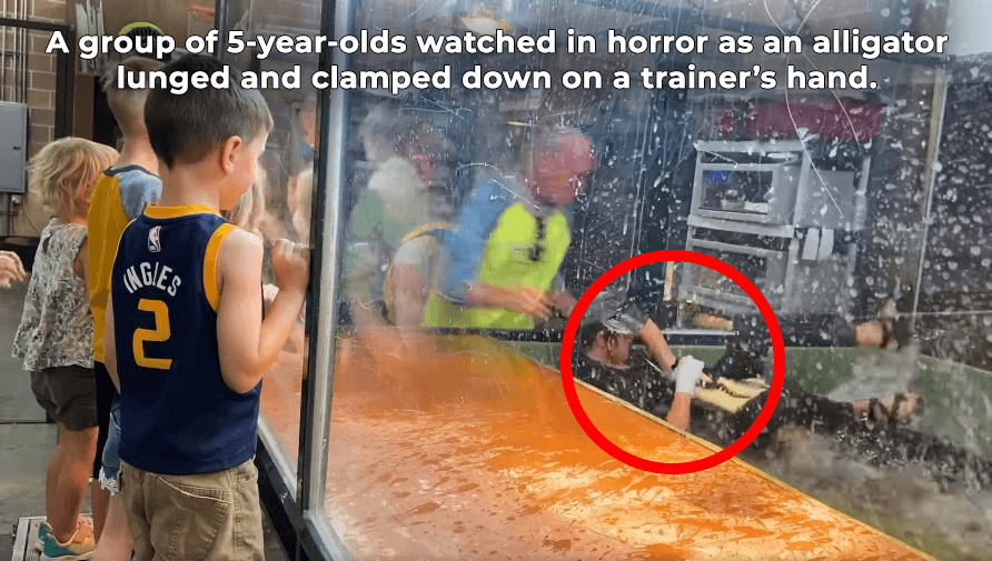 A group of 5-year-olds watched in horror as an alligator lunged and clamped down on a trainer’s hand.