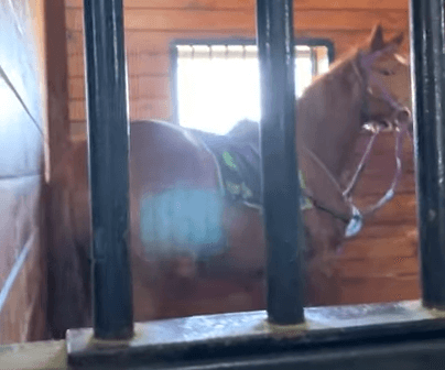 VICTORY! Horse Trainer Amber Cobb Has Her License Revoked