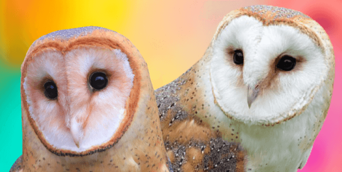 Two barn owls with orange and pink background