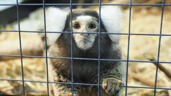 Marmosets Die, UMass Experimenter Collects $3.8 Million in Tax Money