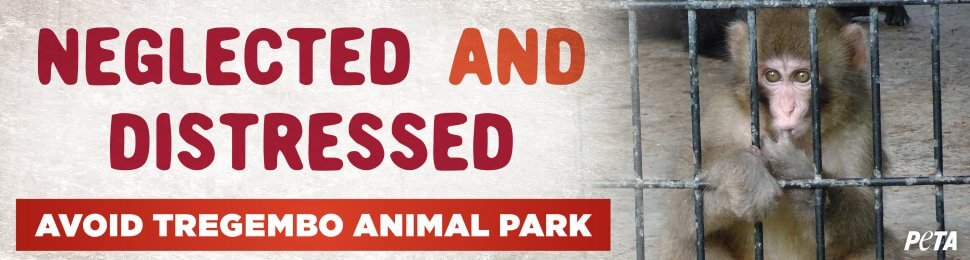 Neglected And Distressed. Avoid Tregembo Animal Park