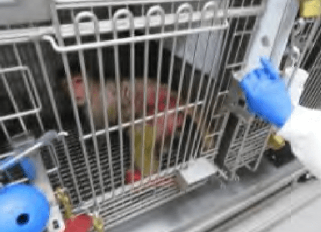 emory university monkey experiments exposed peta