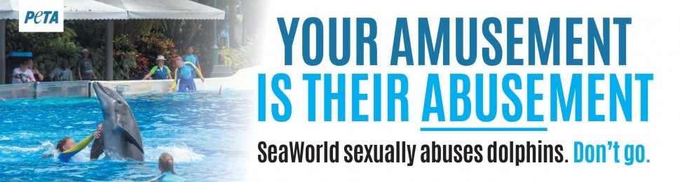 Your Amusement Is Their Abusement. SeaWorld Sexully Abuses Dolphins. Don’t Go.
