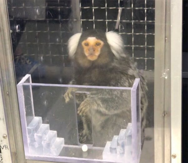 Marmoset in experiment