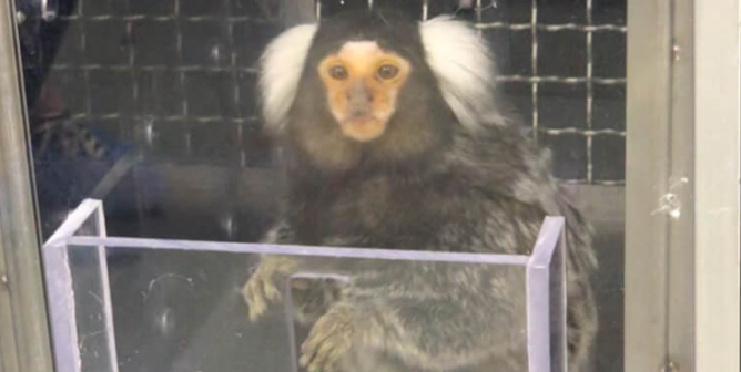 Marmosets Die, UMass Experimenter Collects $3.8 Million in Tax Money