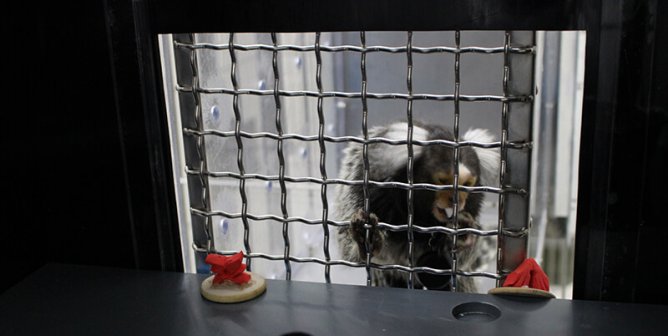 Did Agnès Lacreuse Lie to Get Taxpayer Money for Monkey Experiments?