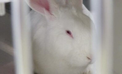 Vanderbilt University’s Big Secret: Elite Institution Has an Obsession With Animal Testing