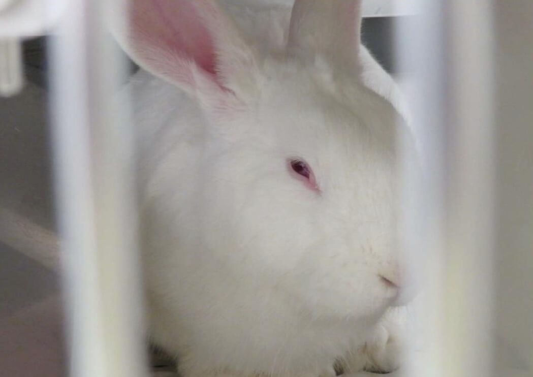 rabbit used in experiments at vanderbilt university