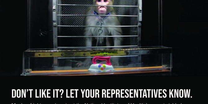 The Government Is Monkeying Around With Your Tax Dollars