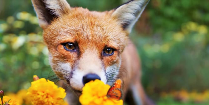 Red Fox smelling flowers