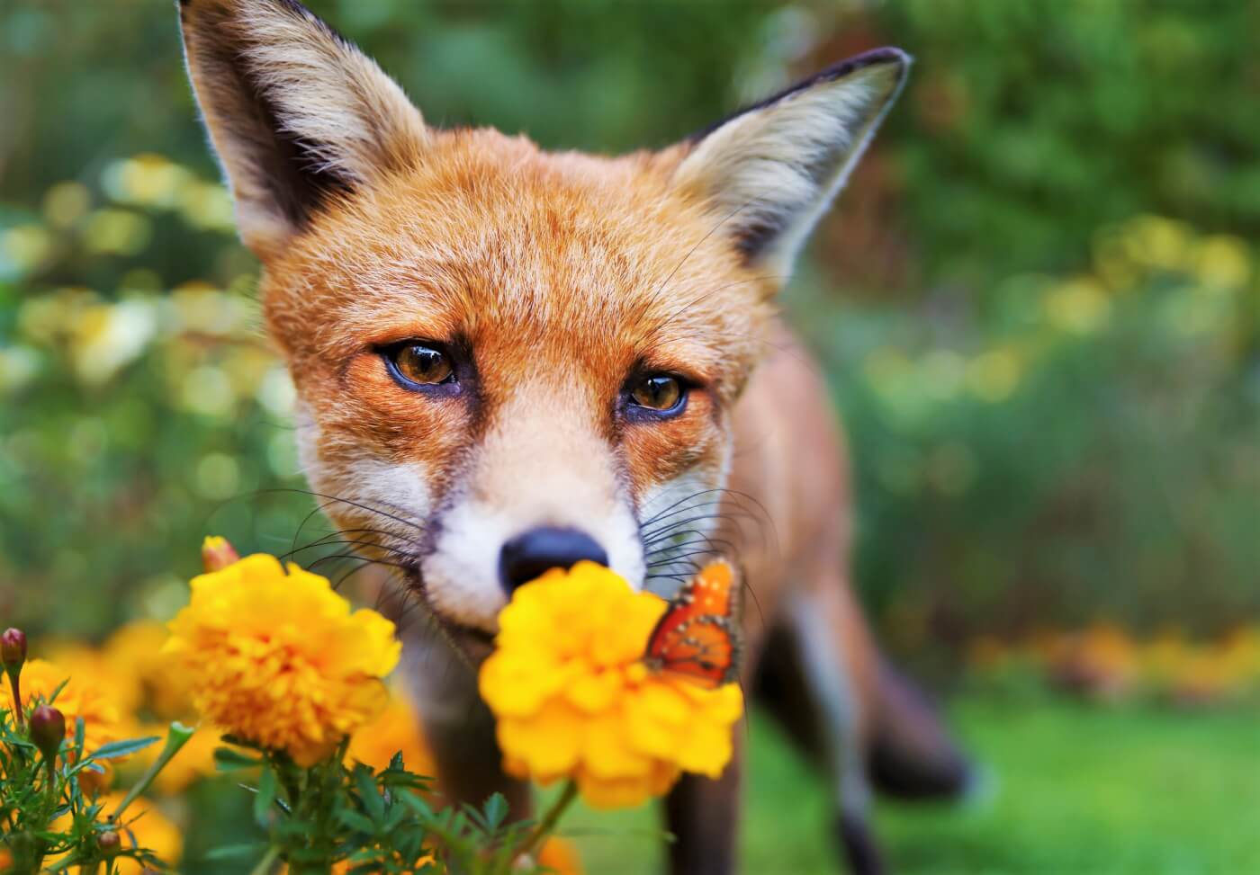 Red Fox smelling flowers