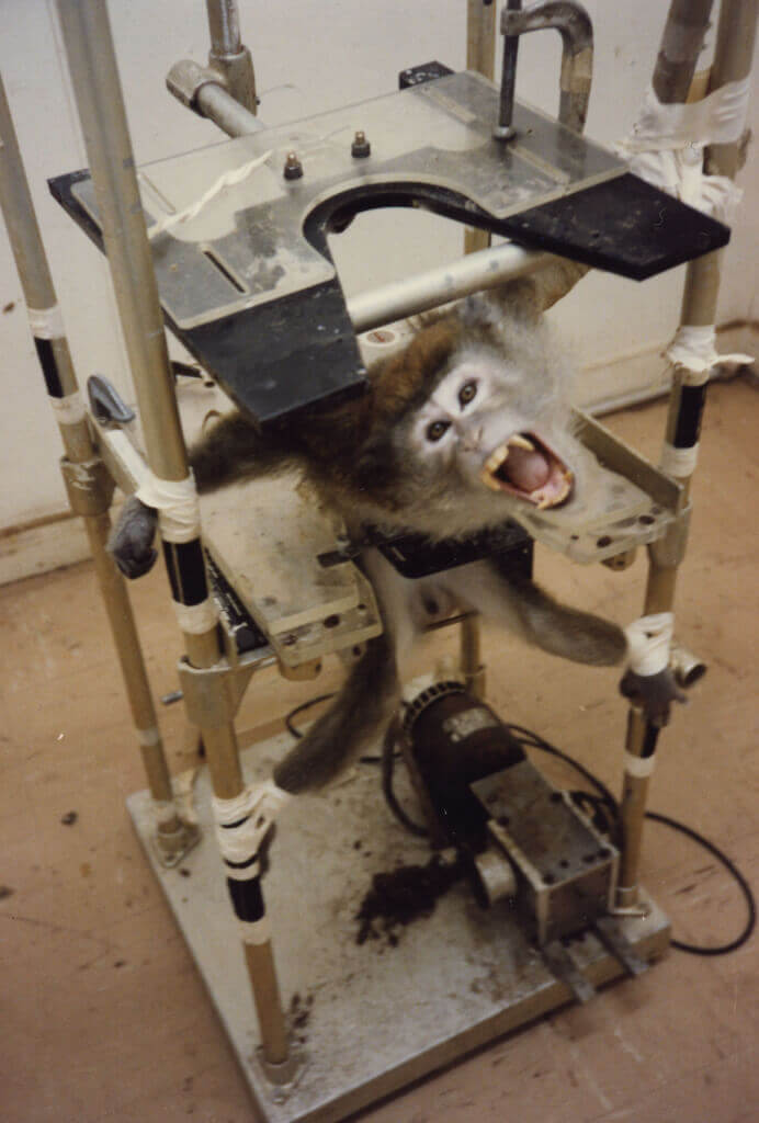 animal torture devices monkey restraint chair