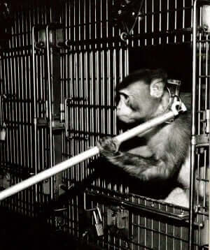 animal torture devices monkey restraint collar