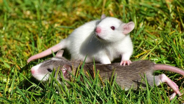 JCPenney Uses Cruel Devices That Kill Animals—Act Now!