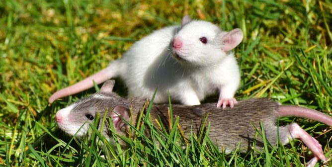 White and gray rats or mice playing in the grass