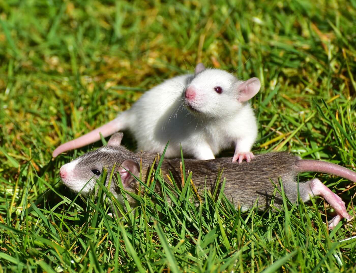 White and gray rats or mice playing in the grass