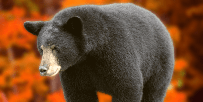 Black bear with orange leave in background