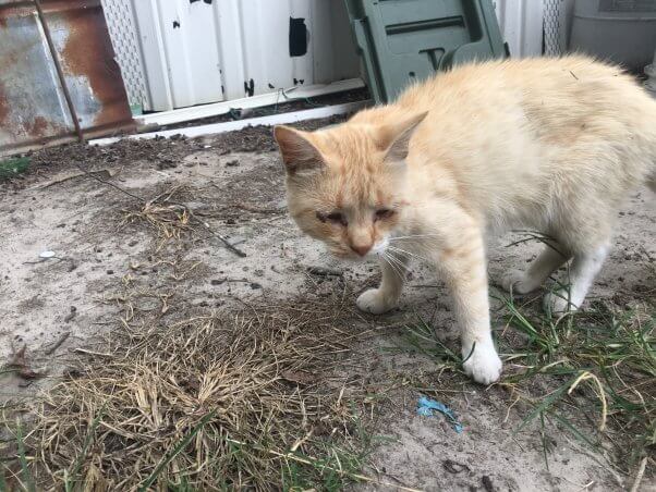 cat outdoors in the field