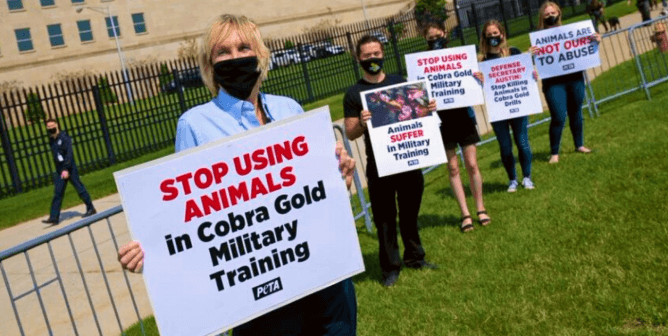 Victory! No Animals Killed in 2021 Cobra Gold Exercise