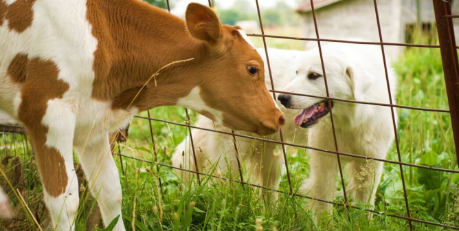 Stamp Out Speciesism