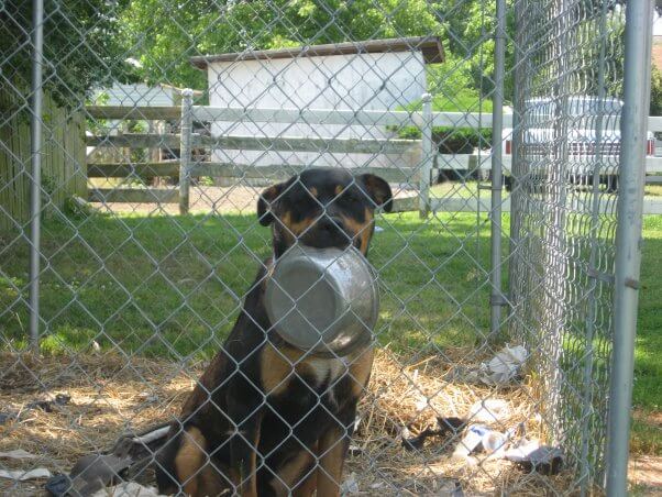 dog in pen holding bowl