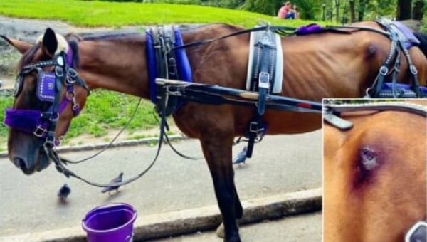 screenshot of NYC Horse Carriage post