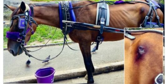 Horses Are Suffering in NYC: Help End the Carriage Trade Now