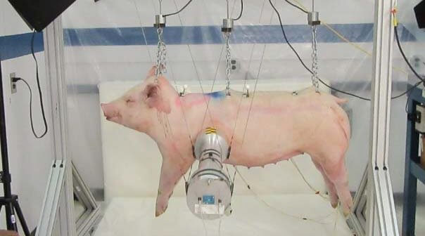 Animals Mutilated by Ford in Barbaric Crash Tests