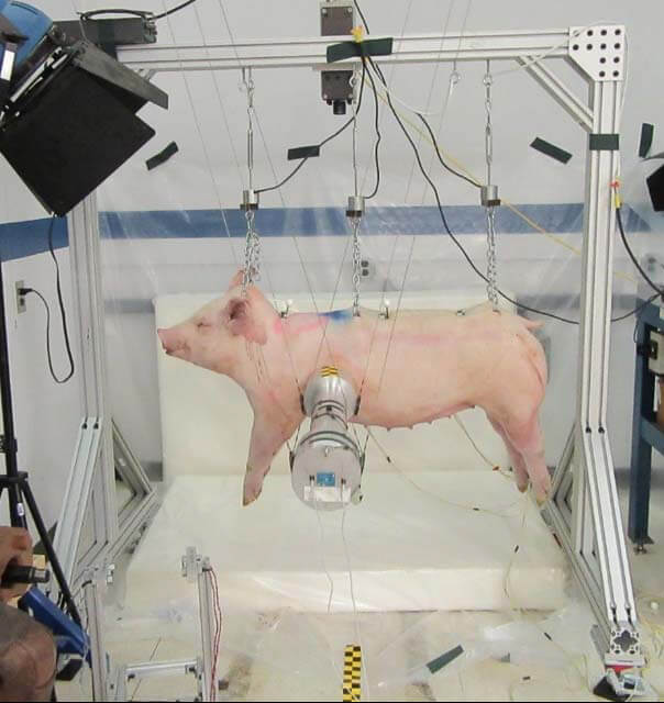 ford car crash experiments on pigs exposed by PETA Campaign Updates: Ford Motor Company Kills Animals in Cruel Crash Tests