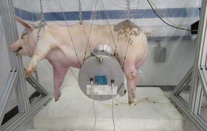 ford crash experiments on pigs
