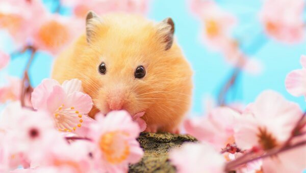 PETA to Taiwanese Food Companies: End Animal Tests for Selling Products!
