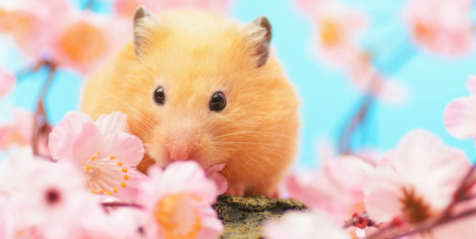 PETA to Taiwanese Food Companies: End Animal Tests for Selling Products!