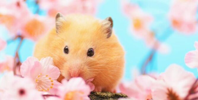Hamster in cherry blossoms