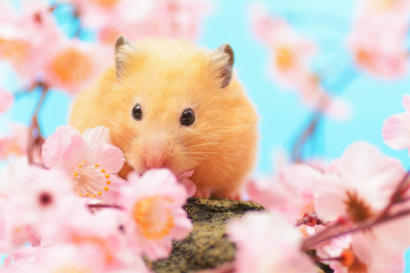 Golden hamster eats walnut by fall leaves